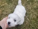 Hunde 8 weeks - 4
