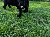 Rottweiler/ Labrador hvalpe  - 4