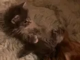 MainCoon/Ragdoll - 3