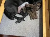 Sorte og brune labradorhvalpe - 2