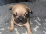 French bulldog  - 2