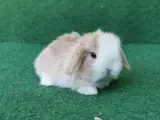 Minilops