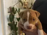 Dejlige American Bully hvalpe - 2
