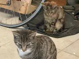 Kattekillinger 