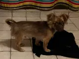 Chihuahua han 