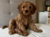SØGER Cavapoo hvalp/unghund