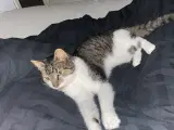 Kat søger ny madmor/far/forældre