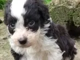 Aussie/lagotto hvalpe  - 5