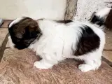 Allergivenlig Shih Tzu hvalpe - 5