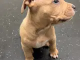 Hunde hvalpe, American bully xl🐶 - 5