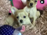 Chihuahua bl.a. hvalpe - 2