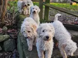 Labradoodle  hvalpe 1 tæve og hanner - 2