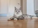 Mainecoon pige 