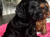 Cockapoo f1 hvalpe  - 2