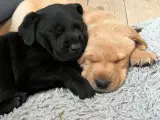 Labrador blandings hvalpe - 3