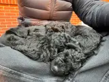 Jack russell /puddel hvalpe - 5