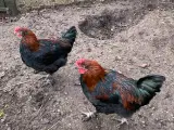 Kobbermaran