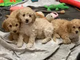 Mini Golden Doodle rejse klar nu - 4