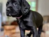 Ceckerspaniel og Labrador (Amerikansk cockerdor) - 3