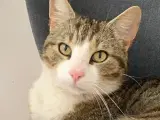 Kælen kat