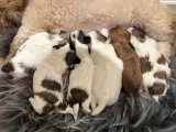 Lhasa Apso Bichon Frisé hvalpe