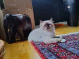 Killing sælges  - 3