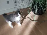 Kærlige kattekillinger søger efter en ny hjem  - 4