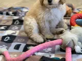 Mini Golden Doodle rejse klar nu - 3