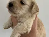 Bichon Havanais hvalpe. 2 tæver og 6 hanner - 5