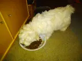 Coton de Tulear  - 4