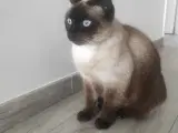 Gave Siamese kat