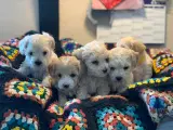 Mini Maltipoo babyer - 5