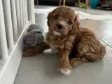 Sund og harmonisk cavalier/puddel(cavapoo)-tæve  - 3
