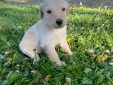 Allergivenlige goldendoodles hvalpe - 2