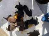 Sorte og brune labradorhvalpe - 4