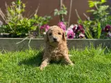  Smukke Goldendoodle mellem doodle hvalpe - 4