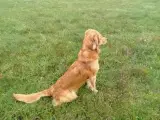 Golden Retriever hanhund tilbydes til parring  - 2