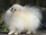 Smuk Pomeranian tilbydes Avl