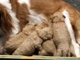 Cavapoo på 51261181.  - 4