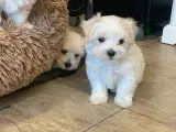 Maltipoo babyer må rejse d 8/12-23 - 5