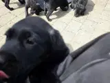 Labrador Formel 1 - 5
