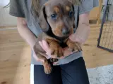 Korthåret gravhunde hvalpe  - 4