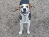 Smukke Lucca