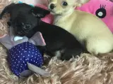 Chihuahua bl.a. hvalpe - 4