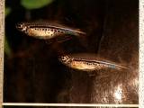 Akvariebøger.