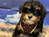 Cavapoo miniature Rejseklar  kun tæver  - 3