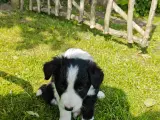 Vidunderlige Border collie hvalpe - 2