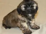 Lhasa Apso hvalpe - 2