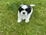 Shih Tzu hvalp - han - klar 6/7 til nyt hjem 💙 - 2