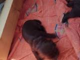 Ft cocker spaniels hvalpe  - 3